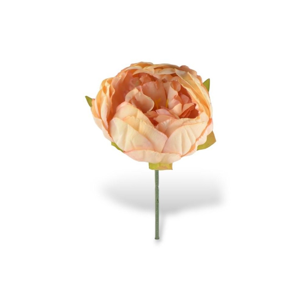 PEONIA PEACH STELO CM10XD11